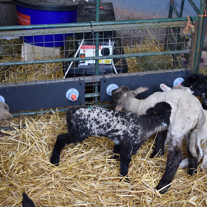 Lamb feeder: Why Heatwave is a ‘must have’