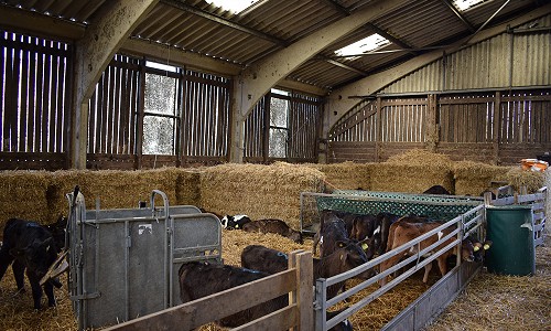 9 Heatwaves with 30 calves per pen on a 750 Cow Block Calving Herd