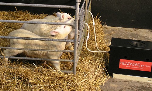 Heatwave Set up for Lambs