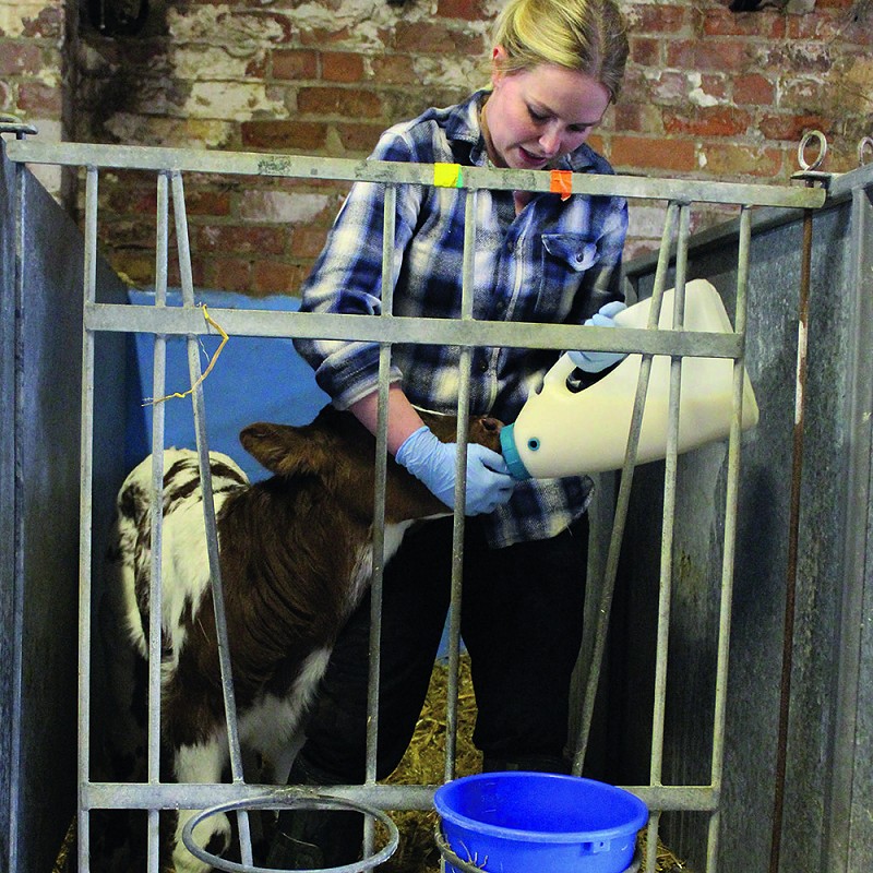 Colostrum Management has knock on effect