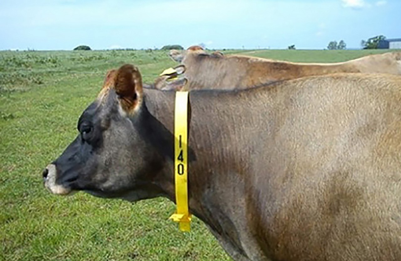 Cow and Calf Collars